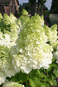 Obraz Hydrangea